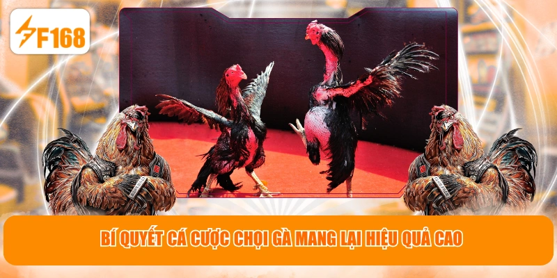 Bí quyết cá cược chọi gà mang lại hiệu quả cao