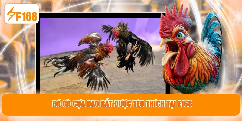 Đá gà cựa dao rất được yêu thích tại F168